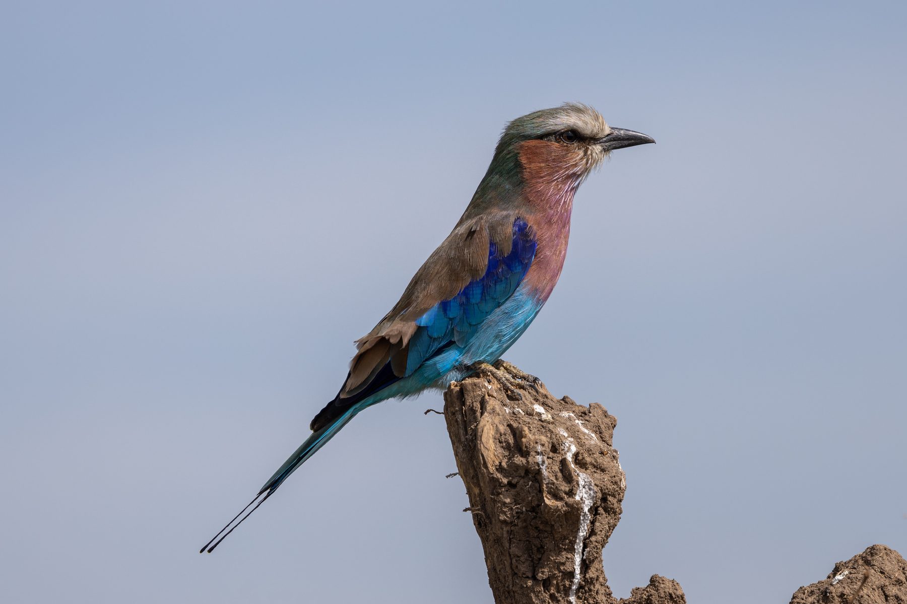 Lilac-breasted roller perched on a bare branch in soft dawn light