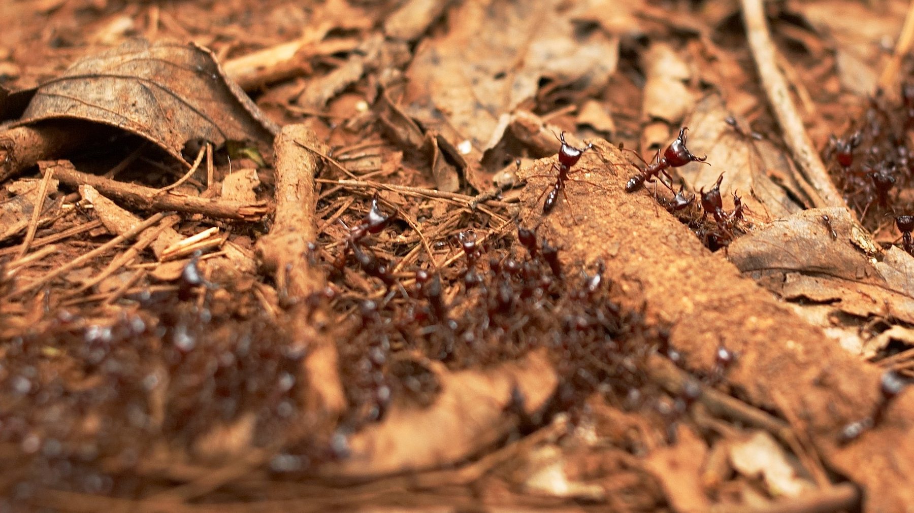 Kakamega Forest, Kenya