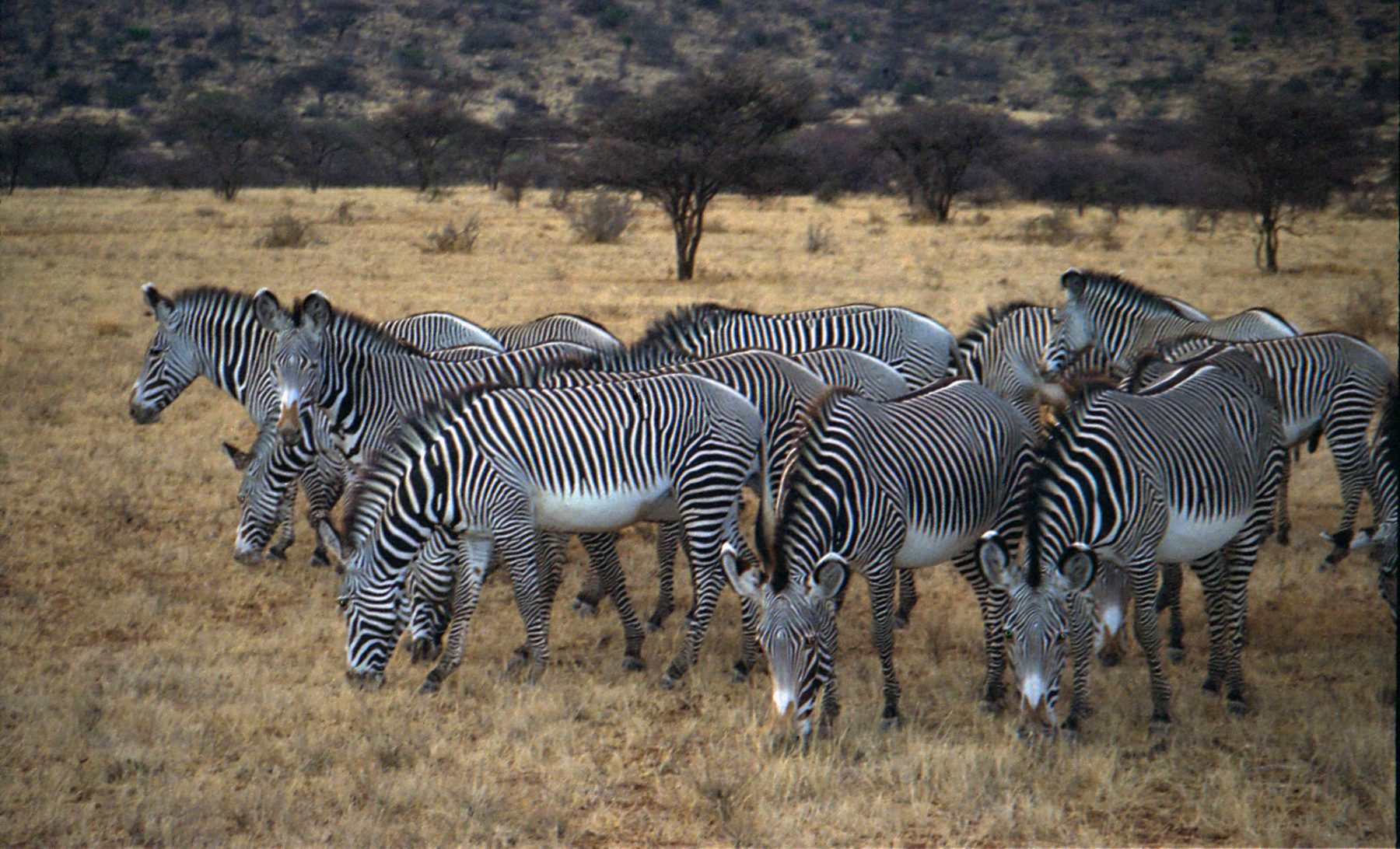 Samburu, Kenya