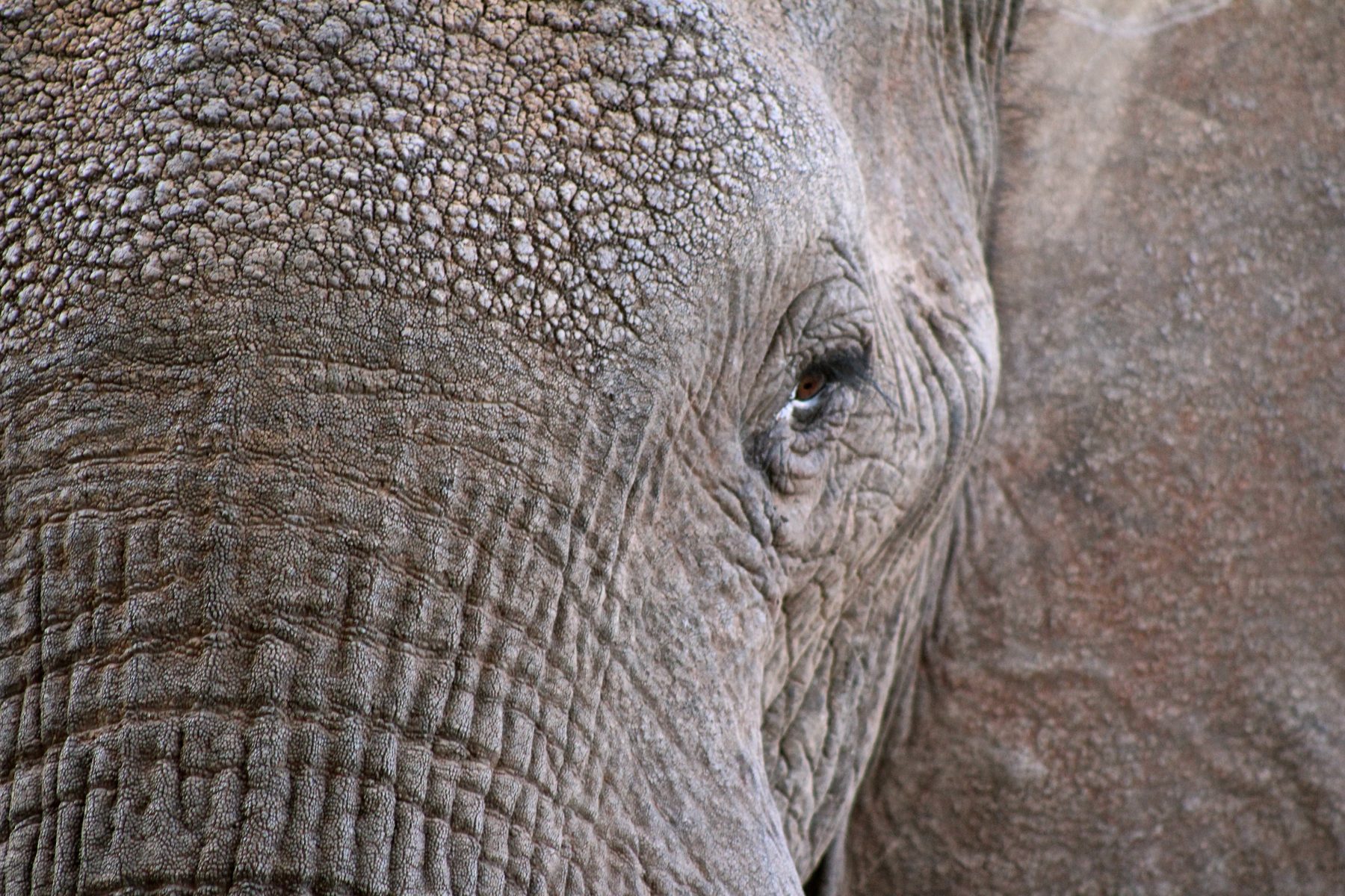 Tsavo, Kenya