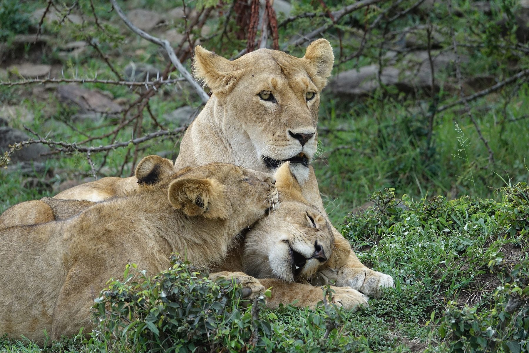 Wildlife Safaris